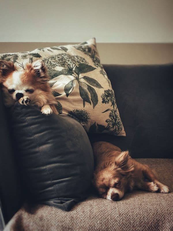 Mascotas